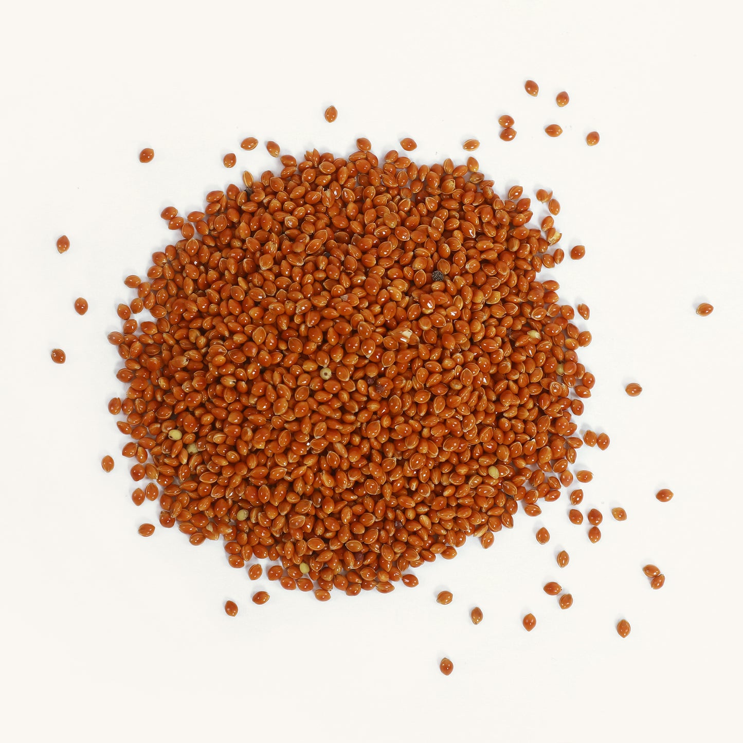 Gekeimte Braunhirse